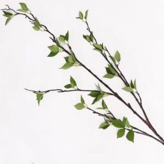 Cành cây Khuynh Diệp